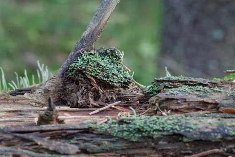 Vegetation growing on an tree trunk Stock Photos
