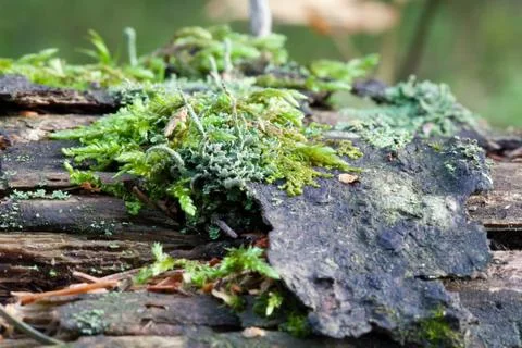 Vegetation growing on an tree trunk Stock Photos