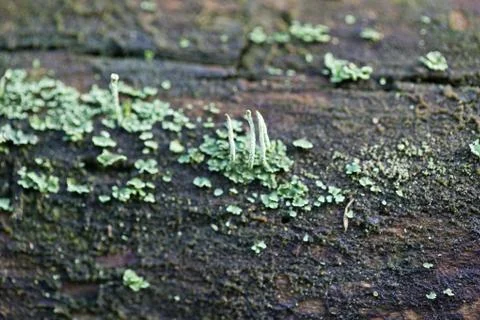 Vegetation growing on an tree trunk Stock Photos