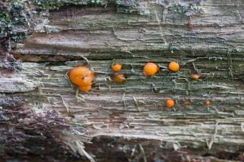 Vegetation growing on an tree trunk Stock Photos