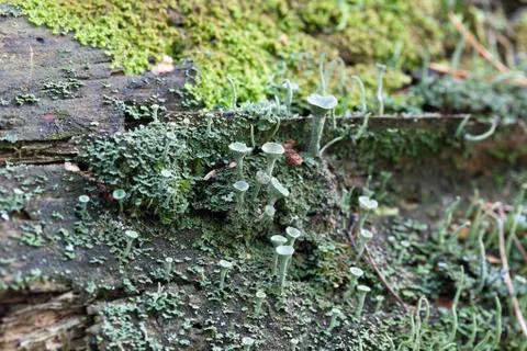 Vegetation growing on an tree trunk Stock Photos
