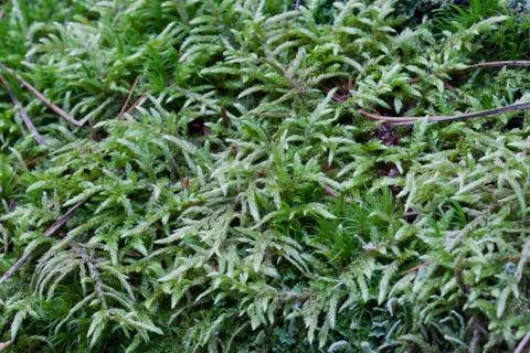 Vegetation growing on an tree trunk Stock Photos