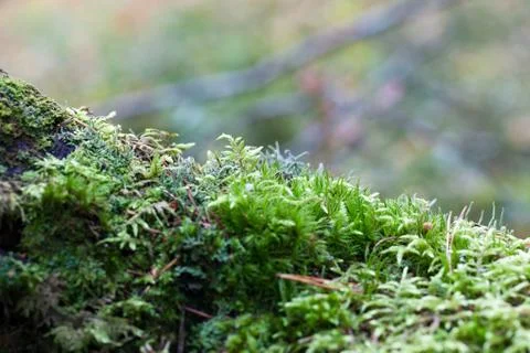 Vegetation growing on an tree trunk Stock Photos
