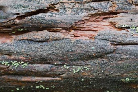 Vegetation growing on an tree trunk Stock Photos