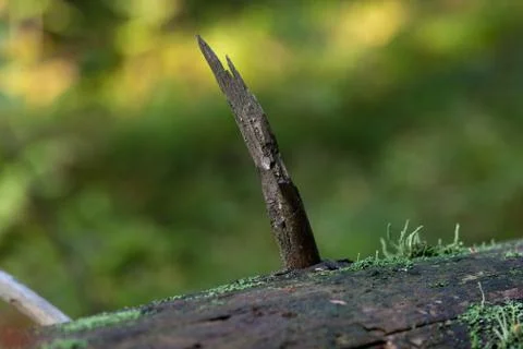 Vegetation growing on an tree trunk Stock Photos