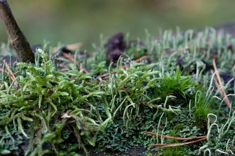 Vegetation growing on an tree trunk Stock Photos