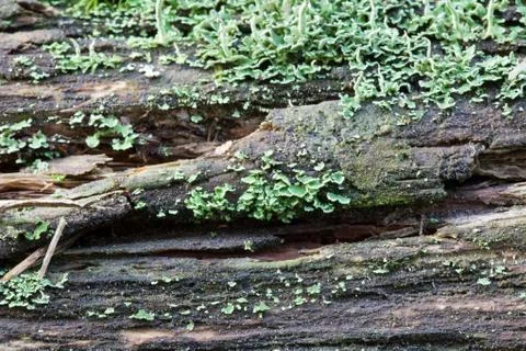 Vegetation growing on an tree trunk Stock Photos