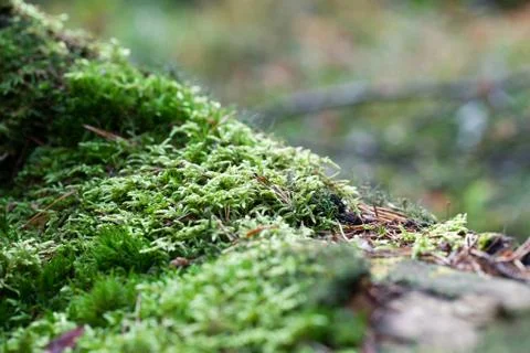Vegetation growing on an tree trunk Stock Photos