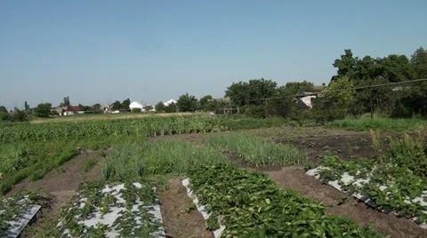 A vegetation growing on vegetable gardens Stock Footage 39718585