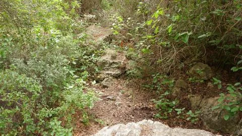 Vegetation that grows under the forest Stock Photos