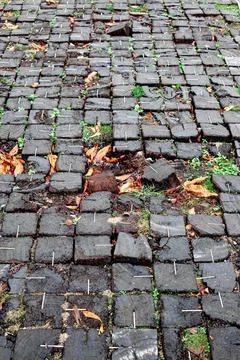 Vegetation grows under the pavers Stock Photos