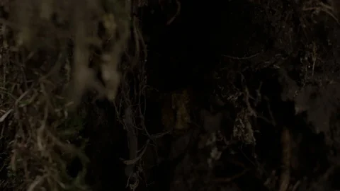 Vegetation Hanging From A Log 動画素材 97701961