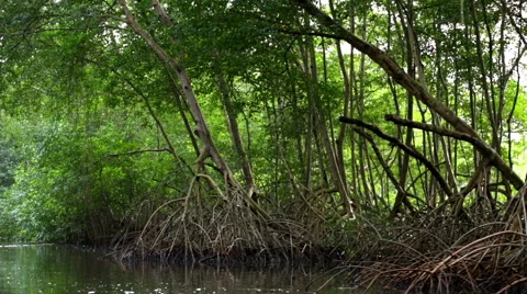 Vegetation hangs over partly frothy river 스톡 동영상 53067929