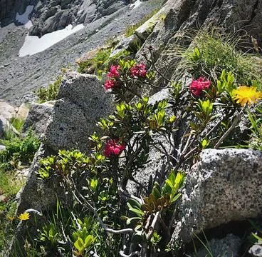 Vegetation at higher altitudes Stock Photos