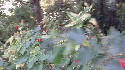 Vegetation in Hong Kong Stock Footage 254583832