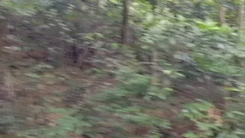 Vegetation in Hong Kong including tree line Stock Footage 254579730