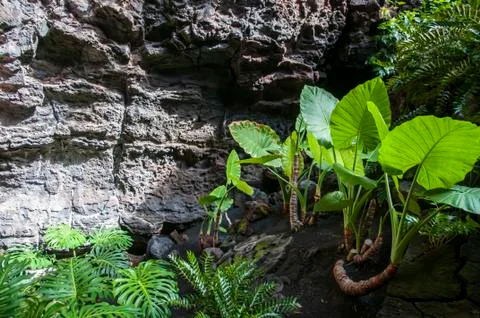 Vegetation inside the cave Stock Photos