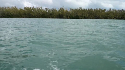 Vegetation in a lagoon in Miami. Stock Footage 89992158