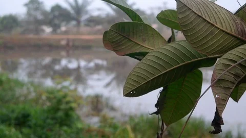 Vegetation on a lake bank Stock Footage 80367124