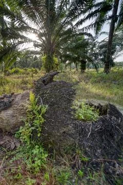 Vegetation landscape Fotos de archivo