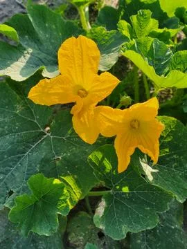 Vegetation of marrow crops in open ground, agricultural land potential Stock-Fotos