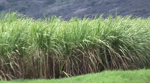 Vegetation in Mauritius Vídeo Stock 7756522