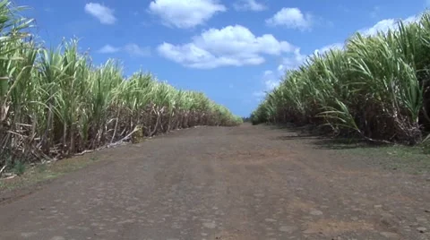Vegetation in Mauritius Vídeo Stock 7756525