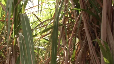 Vegetation in Mauritius Vídeo Stock 7756534