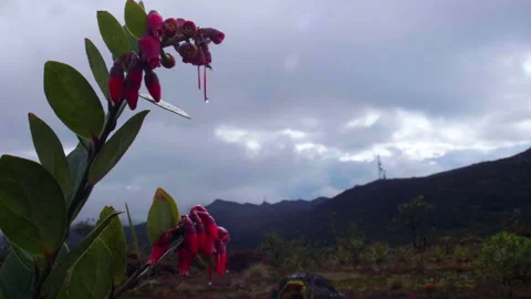 Vegetation of mountains of the andes Stock Footage 231736623