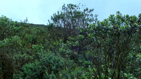 Vegetation of mountains of the andes Stock Footage 231736713
