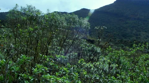 Vegetation of mountains of the andes Stock Footage 231736800