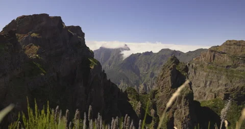 Vegetation in the mountains, Madeira, 4K Stock Footage 246368006