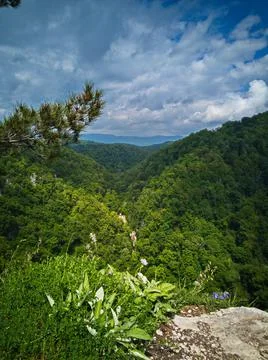 Vegetation in the mountains Stock Photos