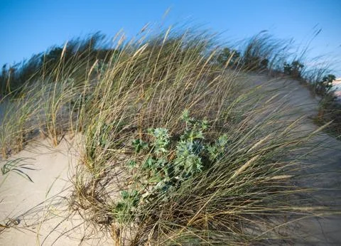 Vegetation moved by wind on the beach Stock Photos