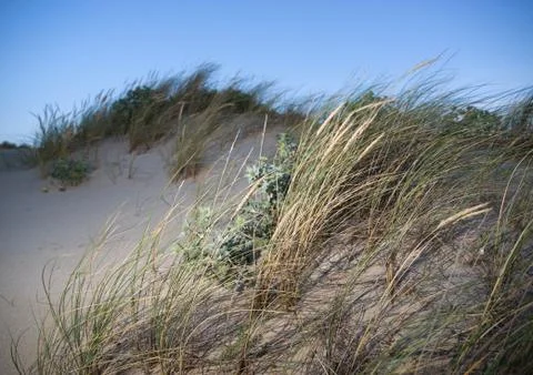 Vegetation moved by wind Stock Photos