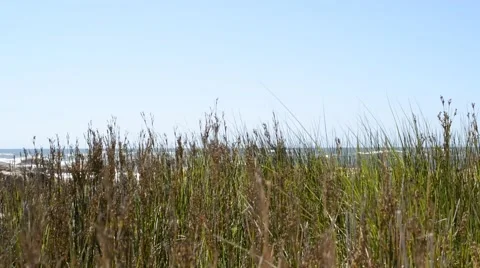 Vegetation moving in the wind on rocky beach. Stock Footage 48729584