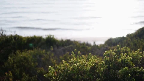 Vegetation moving with the wind in. View of the ocean and the beach. Stock Footage 115079080