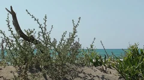 Vegetation on natural beach Stock Footage 10810061