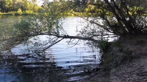 Vegetation near the river Stock Footage 165364548