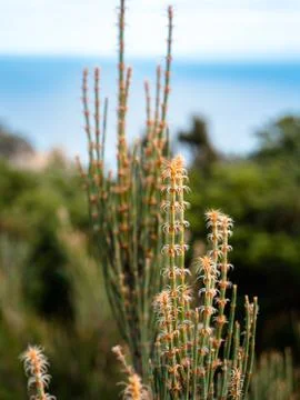 Vegetation with ocean in background Stock Photos