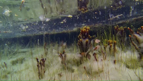 Vegetation in an oxbow lake Stock Footage 34577169