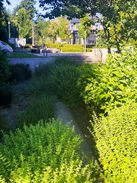 Vegetation at the park Stock Photos