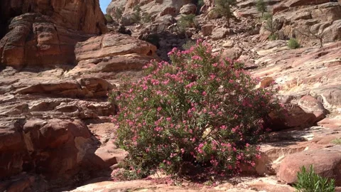 Vegetation In Petra, Jordan Stock Footage 248723455