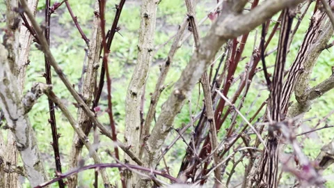 Vegetation phase of barberry bush, branches with spines, small growing leaves Stock Footage 345147845