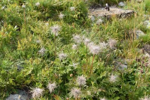 Vegetation Stock Photos