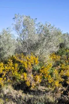 Vegetation Stock Photos