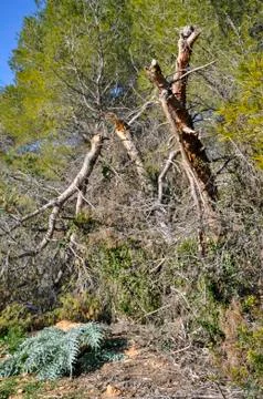 Vegetation Stock Photos