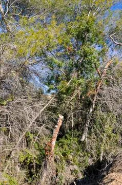 Vegetation Stock Photos
