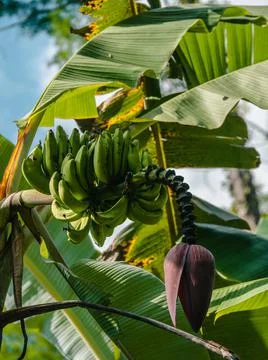 Vegetation Stock Photos