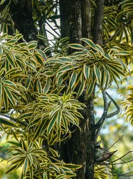 Vegetation Stock Photos